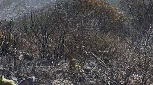 Protección Civil combate incendio forestal en Bustamante