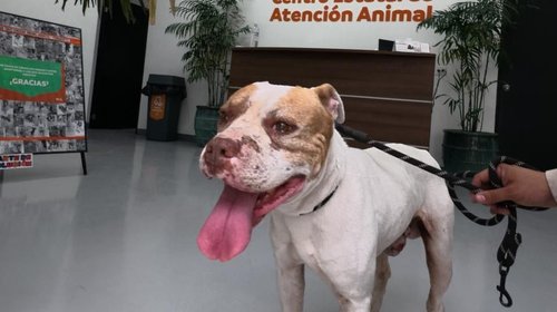 Rescata División Ambiental a perro agredido en Guadalupe