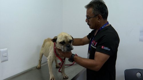 Avanza estado de salud de perrito rescatado en Monterrey