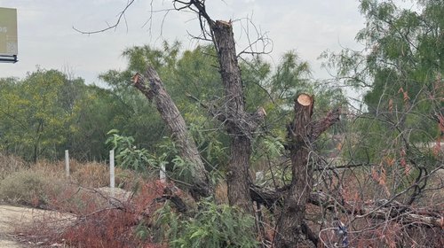 Denuncian tala de árbol por espectacular en Saltillo