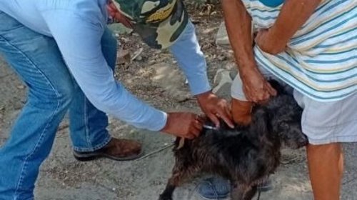 Invierte Tamaulipas 11 mdp en programa de zoonosis