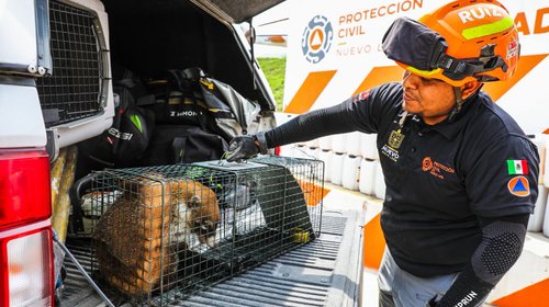 Atienden rescate de coatí en campus Tec de Monterrey