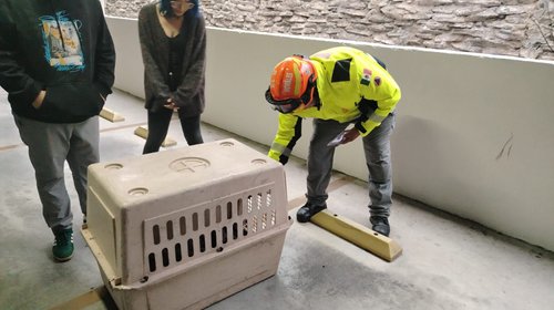 Rescatan a tres gatos abandonados en residencial de Monterrey