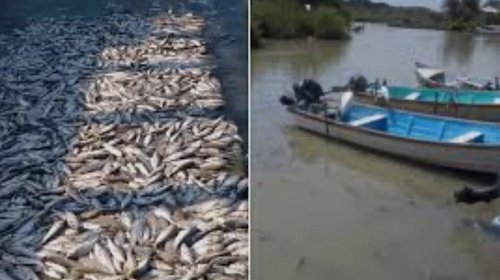 Activa COEPRIS operativo en el Camalote por mortandad de peces