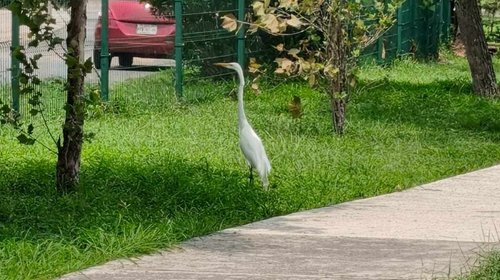 Aumentan avistamientos de animales silvestres en NL