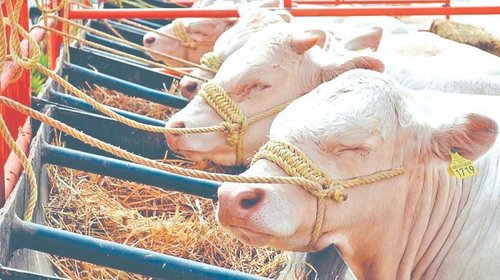 Liberan moscas estériles para frenar avance de gusano barrenador