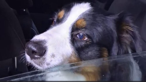 División Ambiental salva a perrito atrapado en vehículo