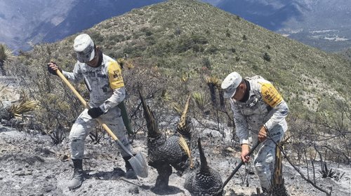 Incendio forestal consume 13 hectáreas en General Cepeda