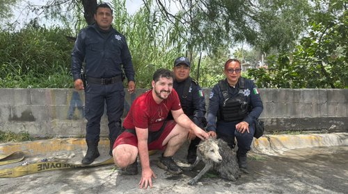 Rescatan policías de Apodaca a perrita atrapada en arroyo