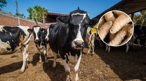 Acelera gusano barrenador en Nuevo León, llega a 90 casos activos