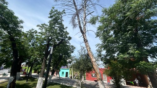 Alertan por árboles dañados por lluvias en Ramos Arizpe
