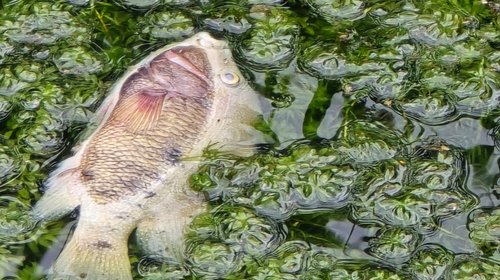 Descargas de drenaje contaminan el río Pilón en Montemorelos