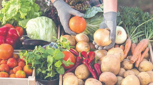 Es T-MEC instrumento clave para garantizar alimentos