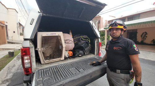 Localizan y rescatan jabalí en domicilio del sur de Monterrey