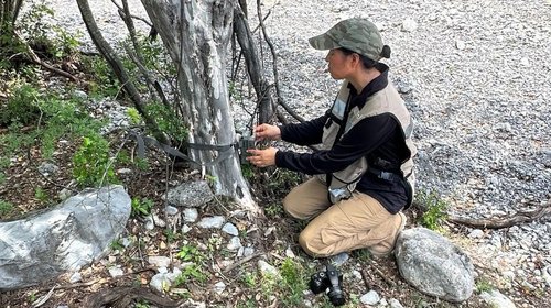 Refuerzan vigilancia contra gusano barrenador en fauna silvestre