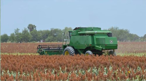 Sin agua y sin créditos, se desploma la siembra de sorgo
