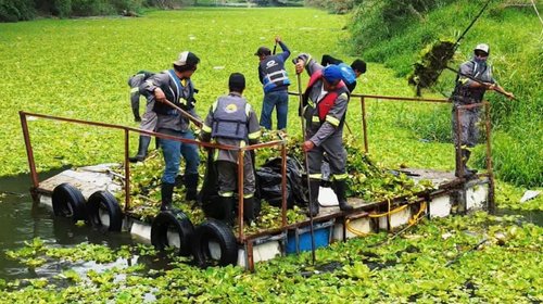 Van por retiro de 300 toneladas de plaga en presa de la Boca