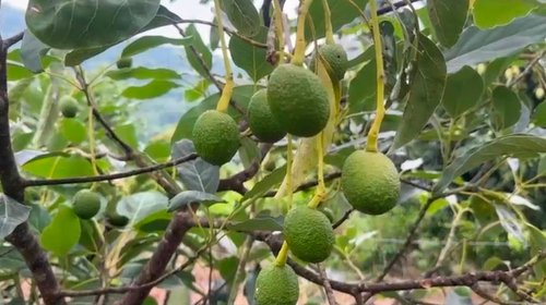 Refuerza Tamaulipas su producción de aguacate