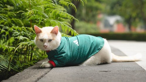 ‘Coco’, el gatito de Palacio Nacional que apoya al Tri