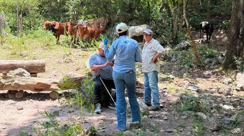 Brigada veterinaria combate gusano barrenador en Montemorelos
