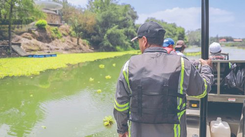 Eliminan casi 60% del lirio acuático en presa La Boca