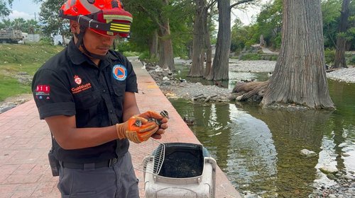Salvan a 20 patitos y los liberan en el Parque Tolteca