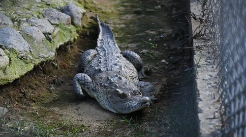 Encuentran mitad de cocodrilo en orillas de laguna