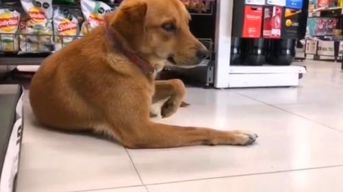 Tiendas de conveniencia cuidan a perritos del calor en Madero