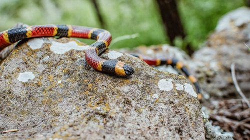 Cómo identificar a la serpiente venenosa coralillo arlequín en NL