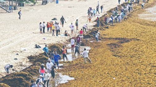Sargazo eleva costos y golpea hoteles de Tulum