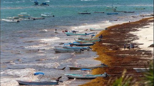 Declaran polo industrial para aprovechar sargazo en Quintana Roo