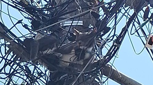 Protección Civil salva a un gato que se atoró en un poste