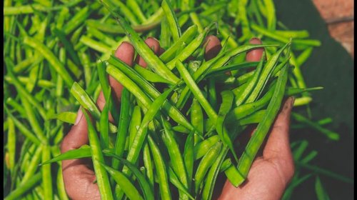 Tamaulipas apuesta por reconversión tras baja en siembra de sorgo