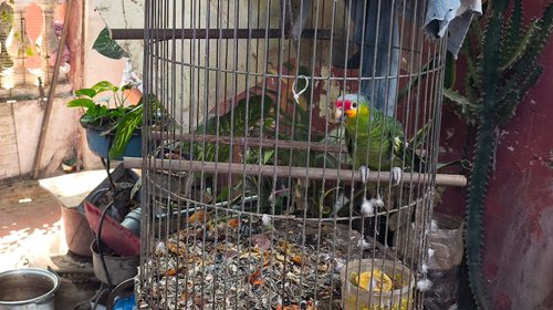 Rescata Profepa a 138 animales silvestres de ser traficados