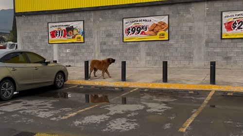 Deja perro agresivo amarrado en minisúper y crea preocupación