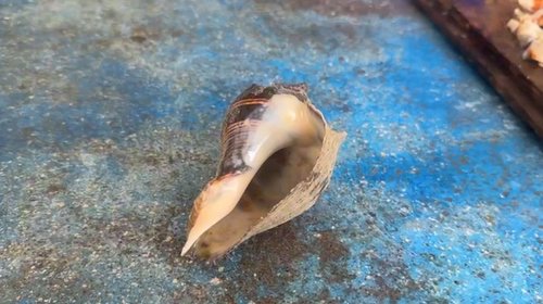 Amenaza el abulón a la biodiversidad marina en Tamaulipas