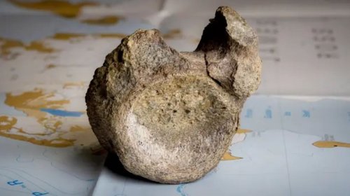 Identifican el primer fósil de dinosaurio hallado en la Antártida