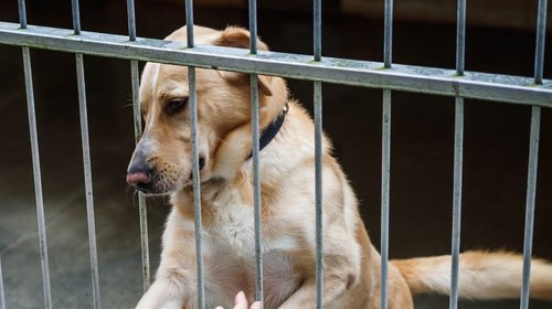 Autoriza juez adopción de 936 animales del Refugio Franciscano