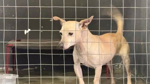 Pondrán 17 mascotas en adopción en Centro de Bienestar Animal