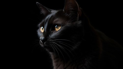 Evitan dar en adopción gatos para evitar rituales en Halloween