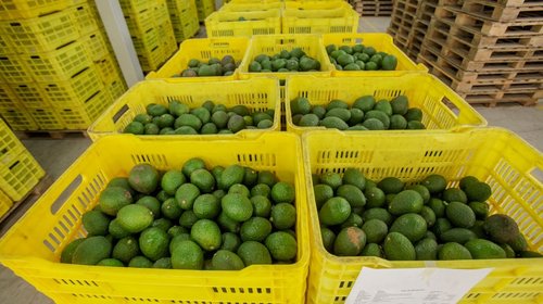 Crecen exportaciones de aguacate a EUA 35% en 2026