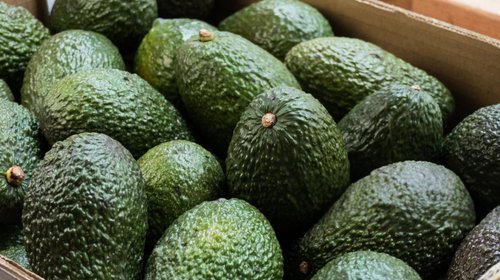 Urgen a EUA reactivar exportaciones de aguacate tras alerta