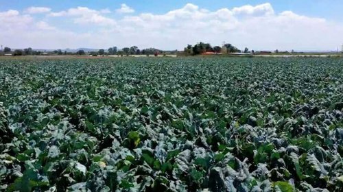 Ahorran agua con la tecnificación del campo y producen más