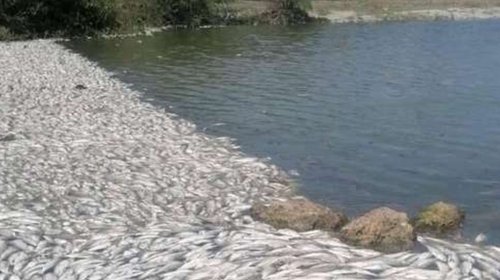 Restringen venta de pescado tras mortandad en Camalote