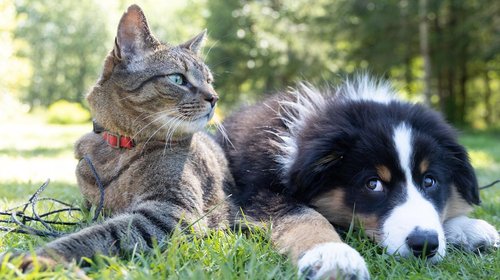 Piden proteger a las mascotas ante las altas temperaturas 