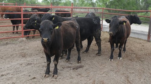 Aplican más de 10 mil vacunas por casos de gusano barrenador