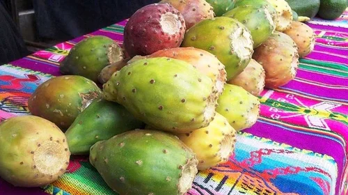 Apuestan árabes por nopales y tunas mexicanas