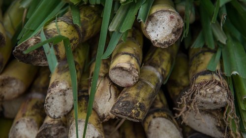 Doble plaga amenaza la producción de azúcar en México