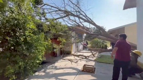 Alarma caída de árbol sobre salón en primaria de Ciudad Victoria
