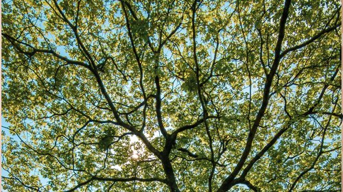 Inicia Medio Ambiente arborización de Línea 1 del Metro